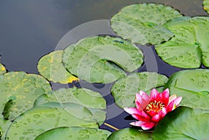 The beauty of Blooming lotus in summer season