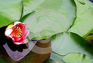 The beauty of Blooming lotus in summer season