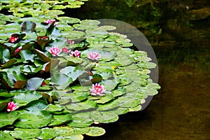 The beauty of Blooming lotus in summer season
