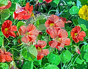 Beauty blooming orange nasturtiums flowers