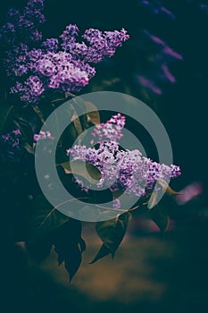 The beauty of blooming purple lilacs on a bush on a dark summer evening. Nature and the passage of time through the changing