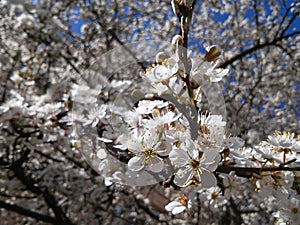 Beauty of blossom in may in Lithuania