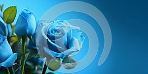 Beauty blue rose flower, garden decoration, copy space blurred background