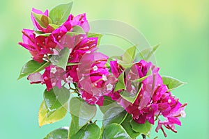 The beauty of the bougainvillea flowers in full bloom.