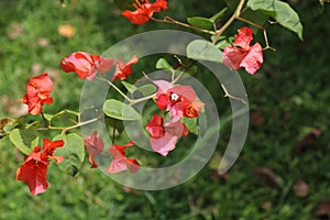 The beauty of Bougenville Flowers is bright orange with soft white pistils