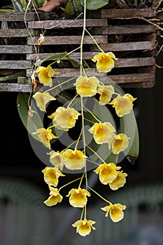 Beauty bouquet group of fresh yellow dendrobium orchid flower with green leaves in wooden pot hanging in botanic garden