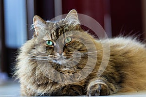 Beauty brown cat of siberian breed in relax on the floor