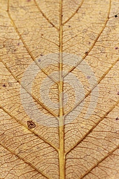 the beauty brown leaf with organic and nature texture