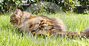 Beauty brown mackerel cat lying on the grass green