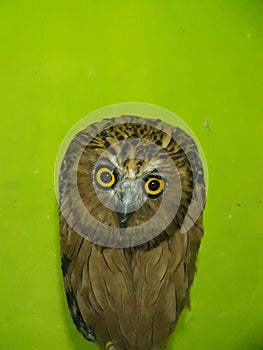 Beauty of Buffy Fish Owl