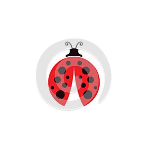 Beauty bug vector illustration icon