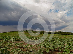 The beauty of Bulgarian nature, forests, plains, vineyards, endless fields of golden wheat and sunflower, blue sky and mystical cl