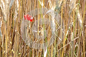 The beauty of Bulgarian nature, solitary red poppy in golden wheat