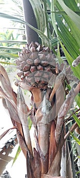 the beauty of a bunch of nipa fruit.