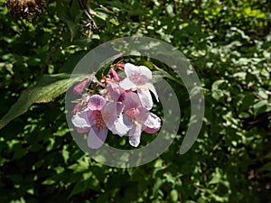 Beauty bush - Linnaea amabilis (Kolkwitzia amabilis) blooming in late spring with light pink, bell-shaped flowers