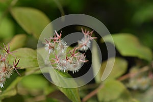 Beauty bush Pink Cloud