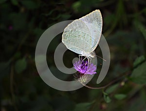 The beauty of butterflies and blooming flowers