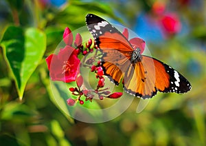 The beauty of butterfly effect photo