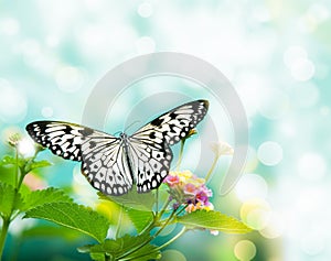 Beauty butterfly on leaf.