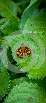 The beauty of a butterfly perched on a leaf