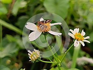 The beauty of a butterfly perched on the yellow pistil of a white flower