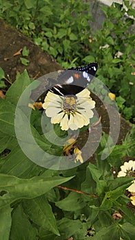 Beauty butterfly on rhe flower photo