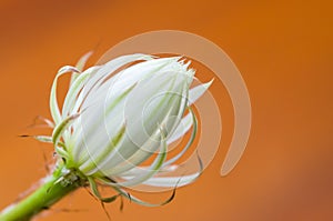 The beauty of cactus flowers.