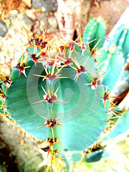 Beauty cactus