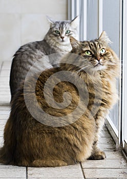 Beauty cats sitting outdoor, siberian purebred long haired