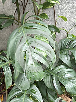 The beauty of the ceriman plant that flourished in the yard photo