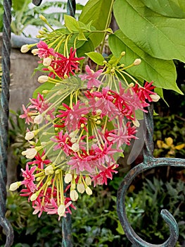 The beauty of the Cheguk (Combretum Indicum) flower, the original plant from Myanmar