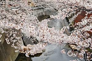 Beauty Cherry Blossom over the river -spring-Tokyo