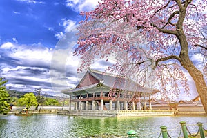Beauty of cherry blossoms at Gyeongbokgung palace,South Korea