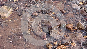 The beauty of clear water flowing calmly over the rocks and soil