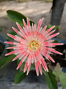 Beauty close of pink flower isolate white background