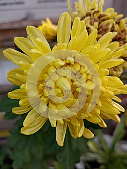 Beauty close of yellow flower on bloom