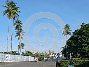 Beauty coconut tree& x27;s in PNG