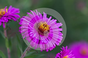 Beauty color aster flowers close up