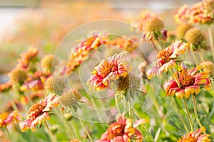 Beauty color flowers close up,daisy flower