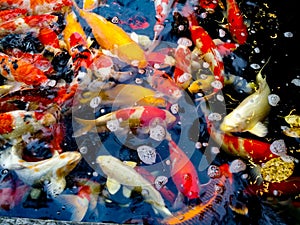 The beauty and color of the koi fish.