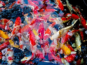 The beauty and colorful of the crayfish.