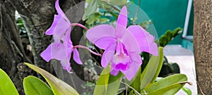 The beauty of colour in Cattleya Orchids