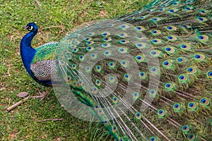 Beauty of a common peacock