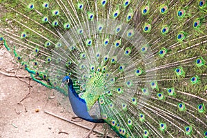 Beauty of a common peacock