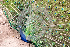 Beauty of a common peacock