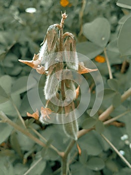 The beauty of crotalaria juncea