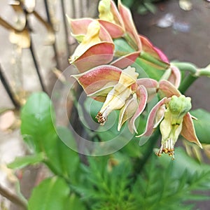 the beauty of the cucak rowo flowers that are blooming in the yard of the house. photo