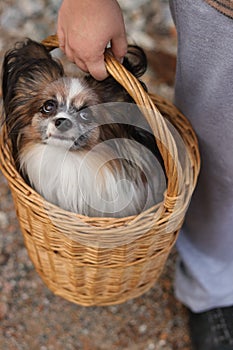 Beauty, cute and lovely little furry dog papillon sit in wicker hand small basket which hold girl hands. He has black long fur,