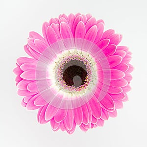 Cute pink flower on white background