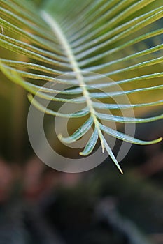 the beauty of cycas revoluta leaves